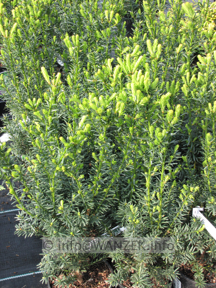 Taxus media Hillii - klein, im Austrieb.JPG